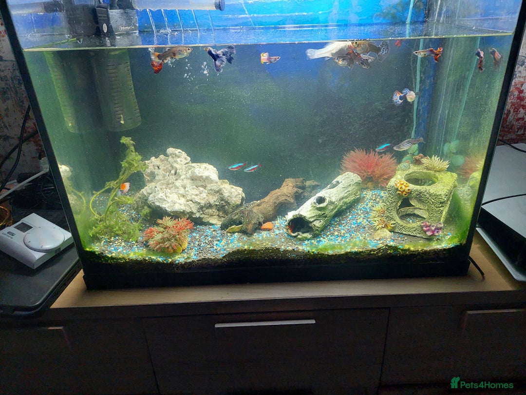 Other/Mixed Breed fish for sale: 2 fish tank with every thing inside - Image 8