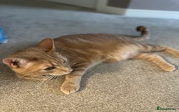 Domestic Shorthair cats for sale: Domestic Short Hair Kitten - Image 5
