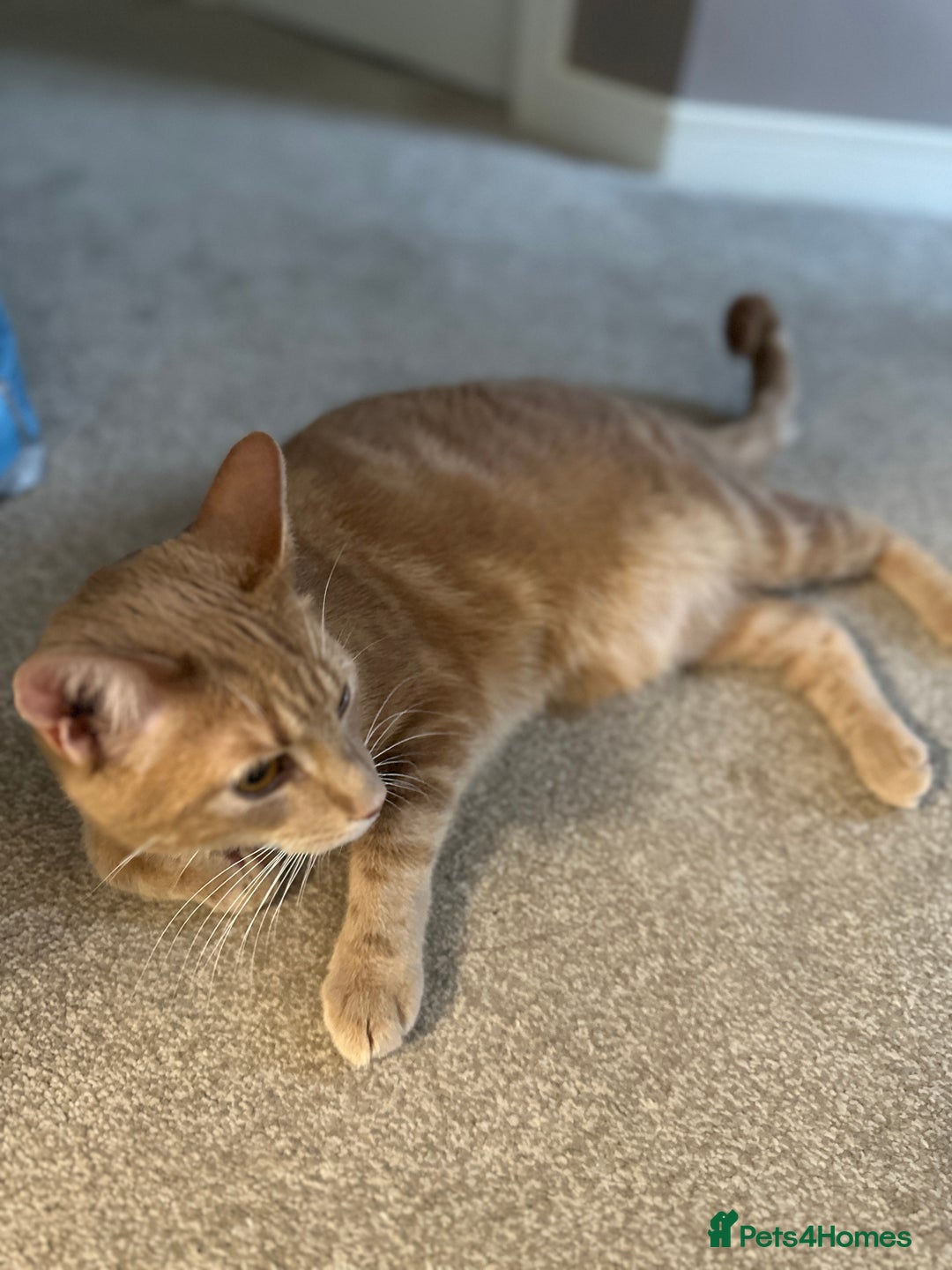 Domestic Shorthair cats for sale: Domestic Short Hair Kitten - Image 5