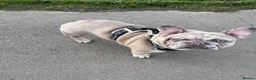 French Bulldog dogs for sale: Merle French bulldog in Sheffield - Advert 4