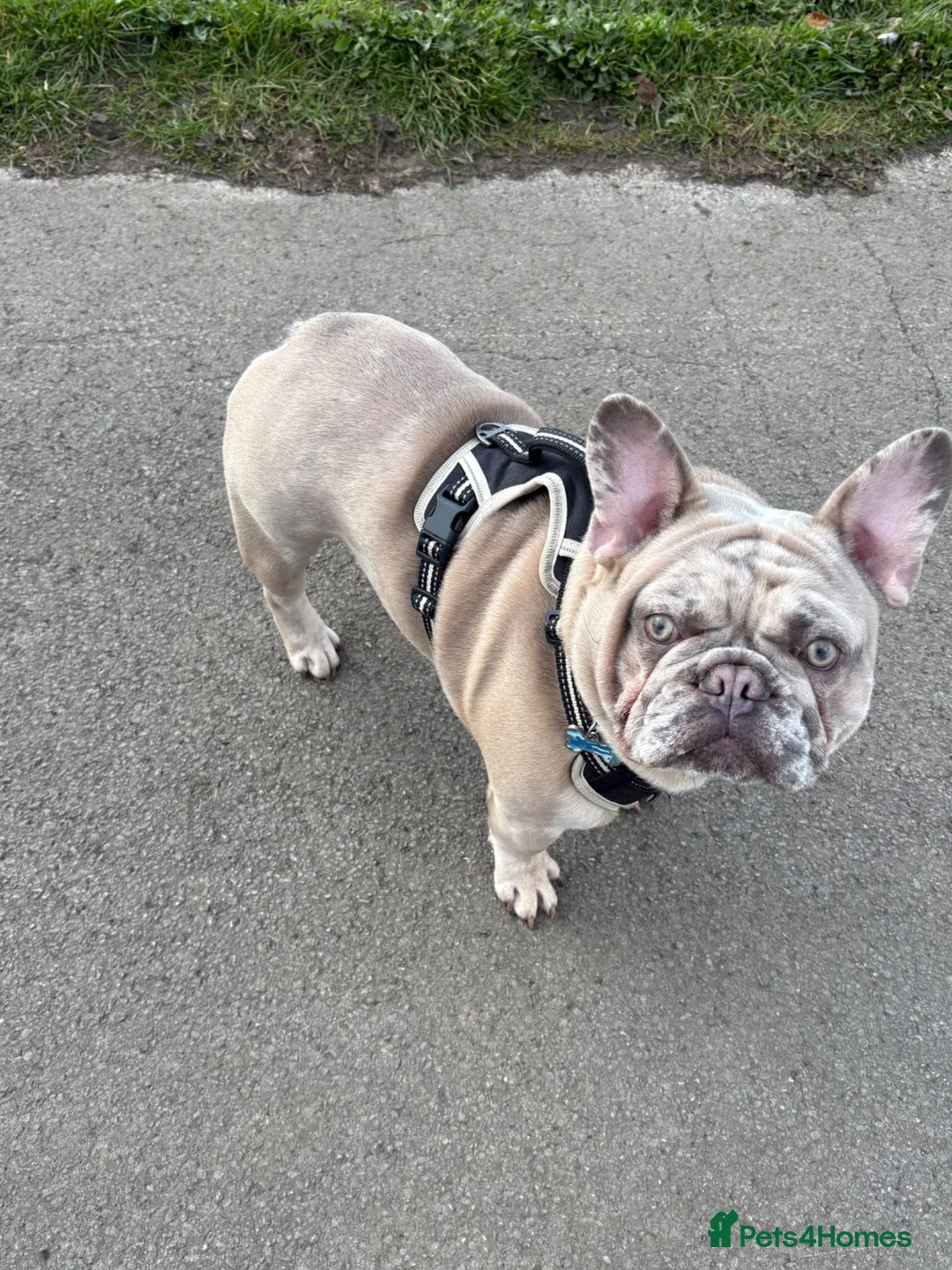 French Bulldog dogs for sale: Merle French bulldog in Sheffield - Advert 4