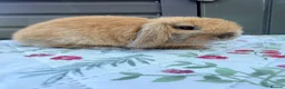Mini Lop rabbits for sale: Mini lop Rabbits for sale 2 Doe and buck  - Advert 2