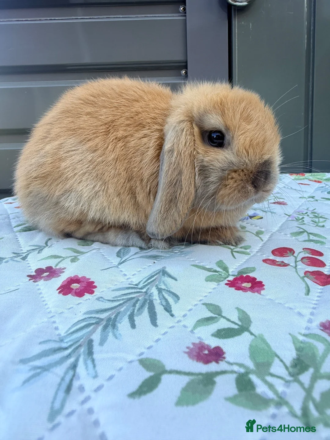 Mini Lop rabbits for sale: Mini lop Rabbits for sale 2 Doe and buck  - Advert 2