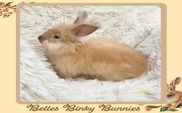 Angora rabbits - Advert 4