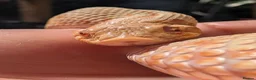 Mixed Breed reptiles for sale: Various reptiles looking for new homes  - Advert 4