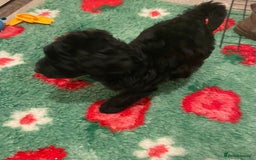 Mixed Breed dogs for sale: Amazing Cockerpoo/Bernadoodle puppies ❤️🐶 - Image 11