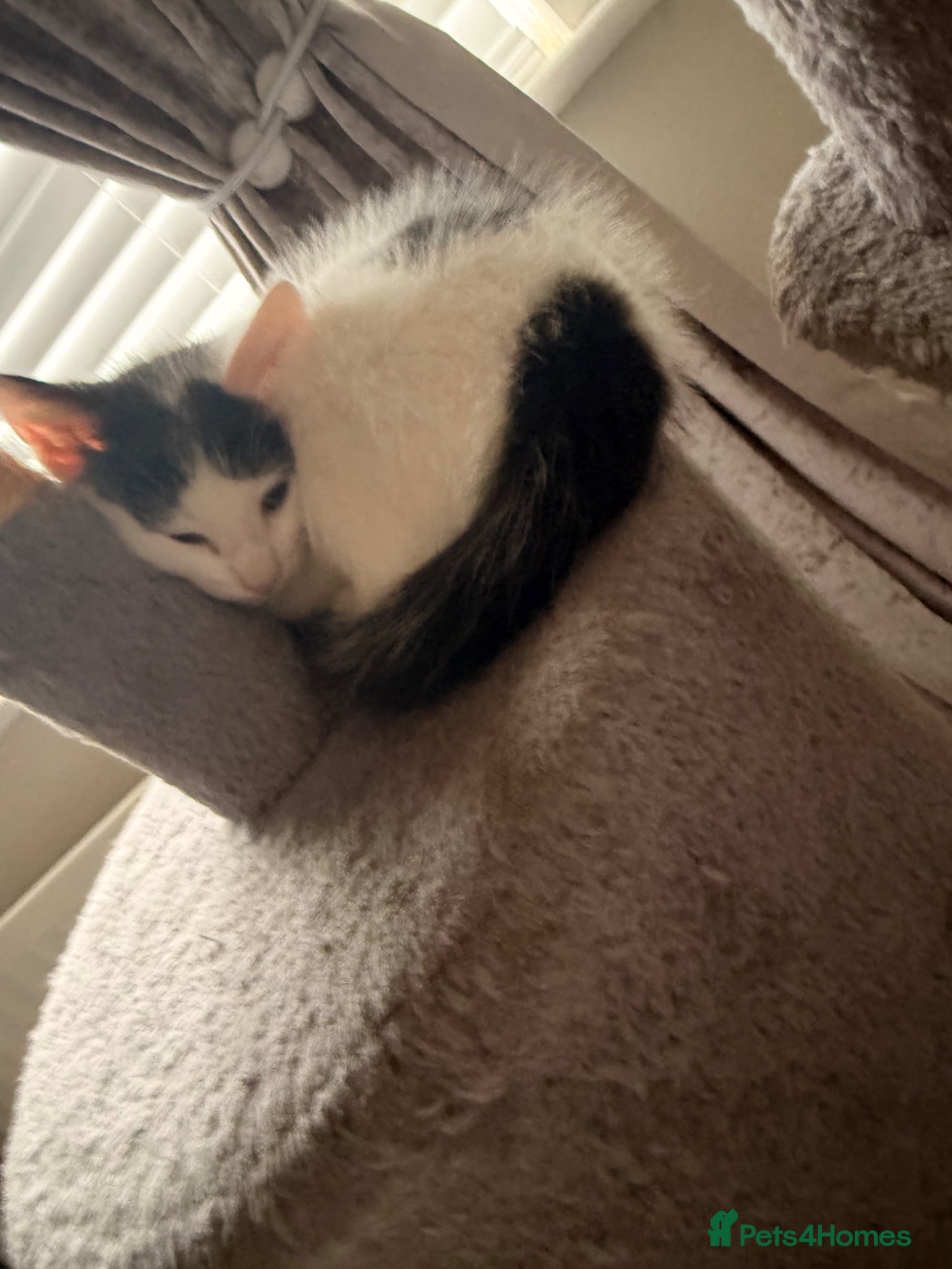Mixed Breed cats for sale: Three kittens for sale  in Cannock - Advert 5
