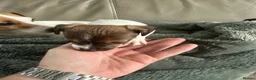 Jack Russell dogs for sale: Beautiful Miniature Jack Russell’s  - Advert 3