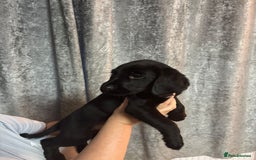 Cockerdor dogs for sale: Cockador puppies  - Image 25