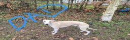 Whippet dogs for sale: ✨🐾 Gorgeous KC Registered Whippet puppies  🐾✨  - Advert 39