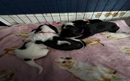 Sprocker dogs for sale: Beautiful Sprocker spaniel puppies ALL GIRLS - Image 16