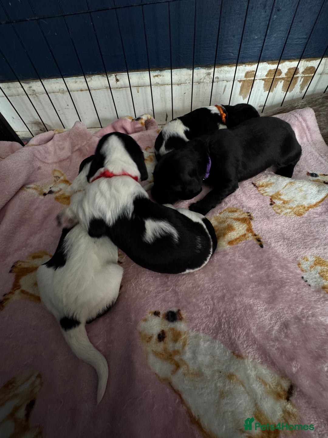 Sprocker dogs for sale: Beautiful Sprocker spaniel puppies ALL GIRLS - Image 16