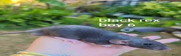 Rat rodents for sale: Beautiful Dumbo rex rats - Advert 6