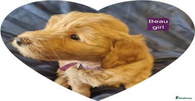 Labradoodle dogs - Advert 12