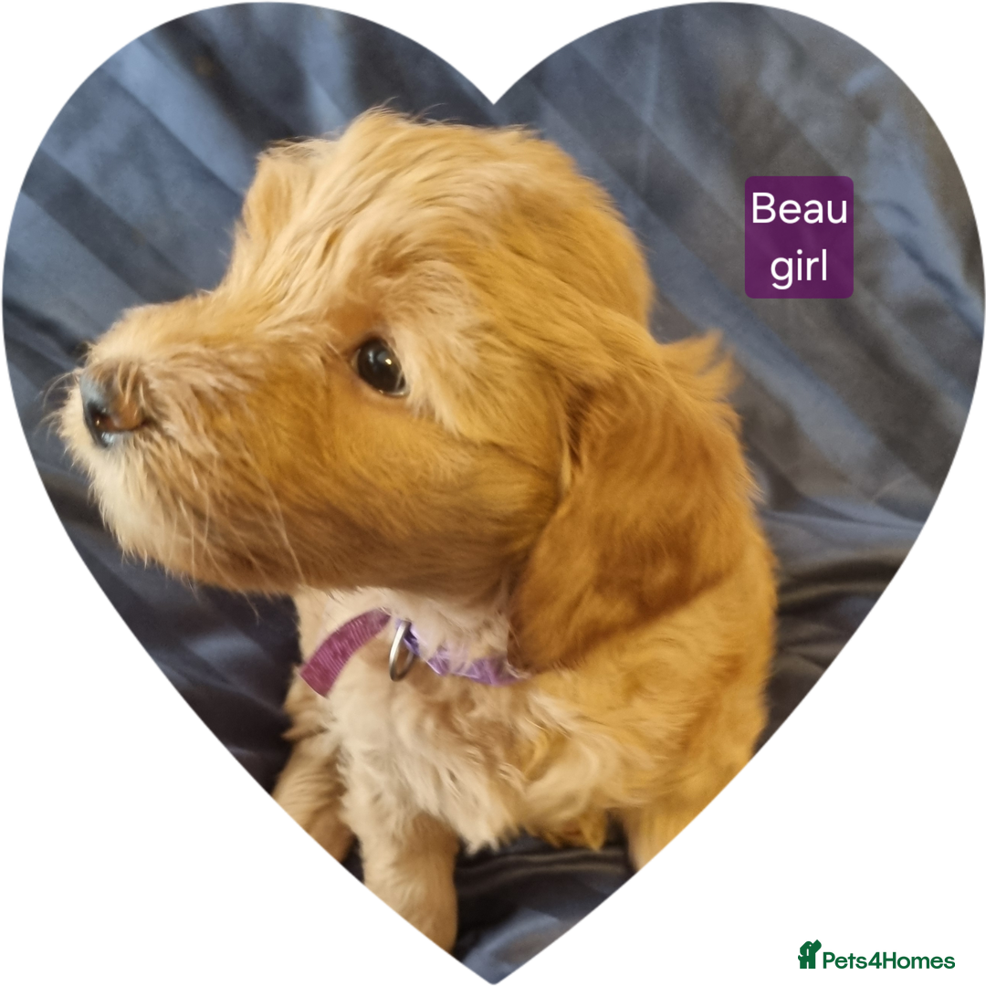 Labradoodle dogs for sale: Outstanding beautiful labradoodles F3b puppies - Image 2