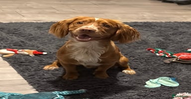 Sprocker dogs - Advert 2