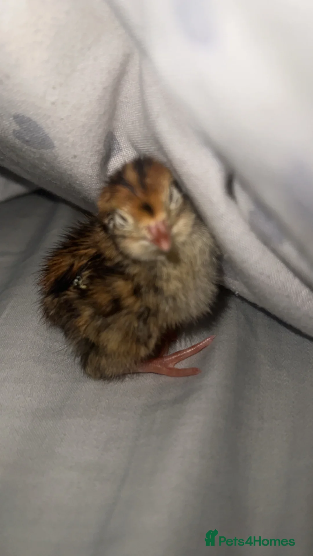 Quail poultry for sale: Mixed Coturnix Quail Eggs  - Advert 2