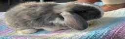 Mini Lop rabbits for sale: 10 weeks old Pure Bred Mini Lop Rabbit For Sale - Advert 4