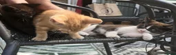 Mixed Breed cats for sale: Gorgeous Kittens Ready NOW! - Advert 10