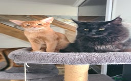 Abyssinian cats for sale: Abisinian kittens  - Image 6