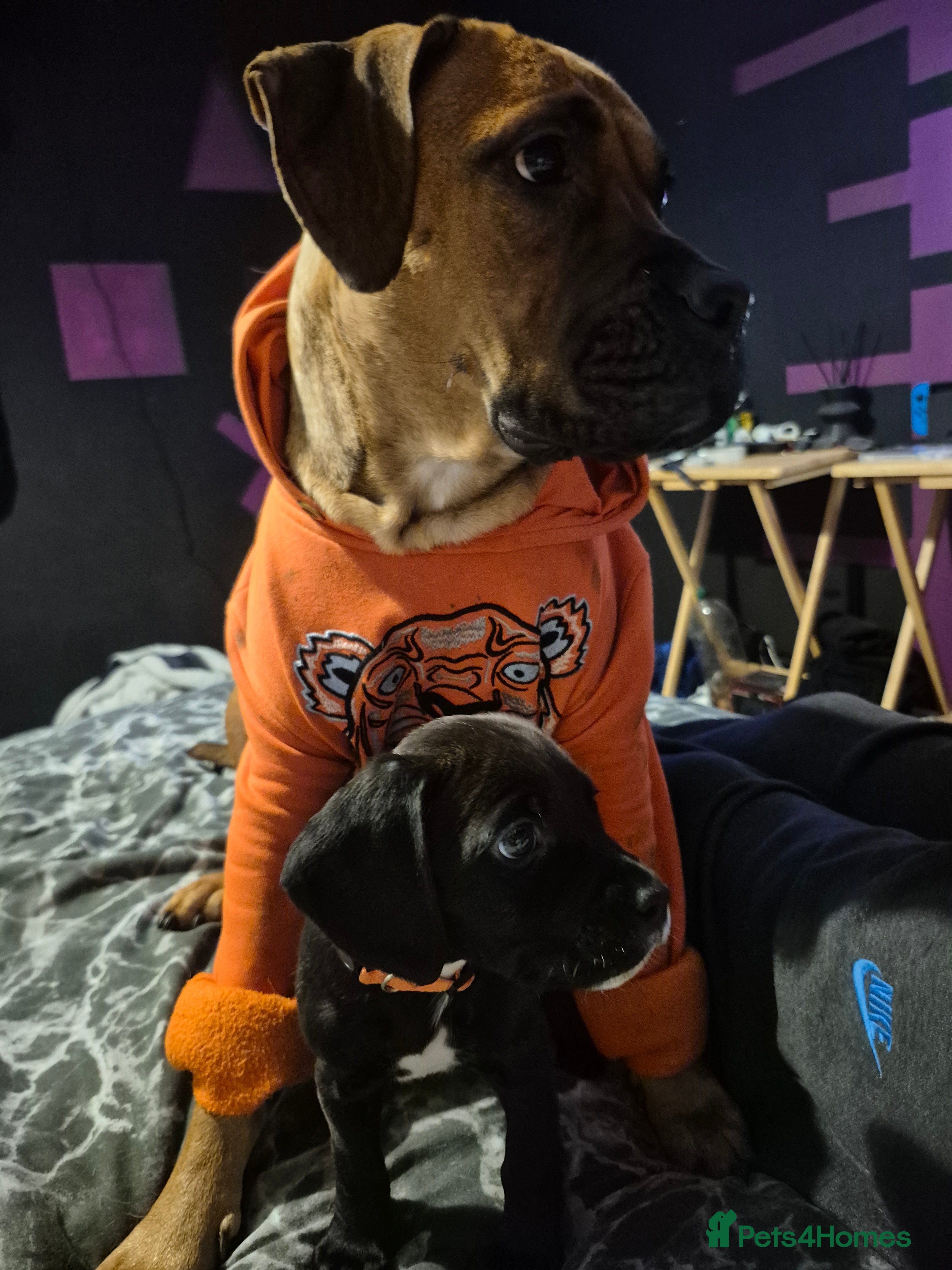 Mixed Breed dogs ONLY 2 Bullmastiff x Springer Spaniel Puppies - Advert 4