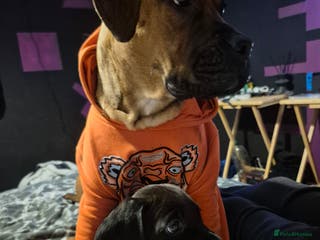 Mixed Breed dogs ONLY 2 Bullmastiff x Springer Spaniel Puppies - Advert 4