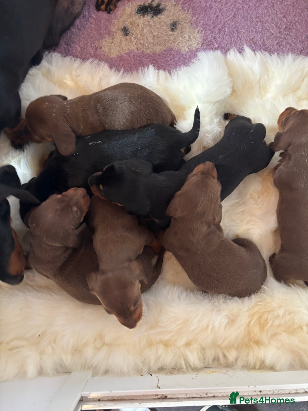 Miniature Dachshund dogs for sale: Miniature dachshund smooth hair pups  - Image 28