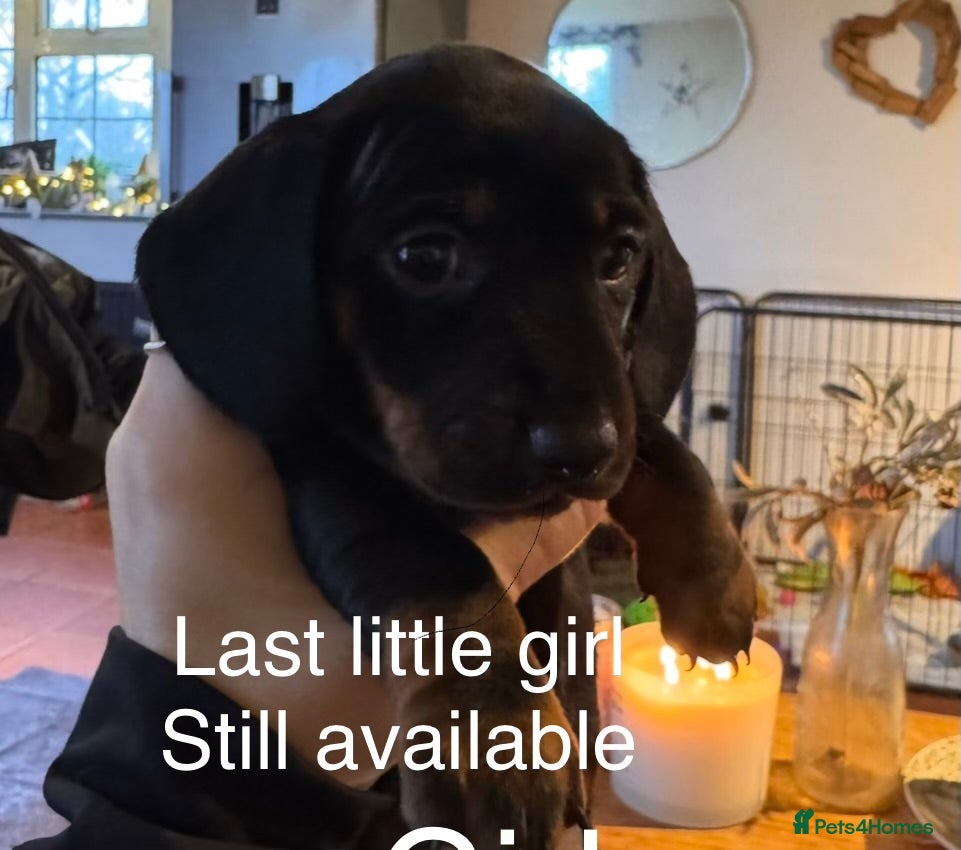 Miniature Dachshund dogs Gorgeous miniature dachshunds  - Advert 11