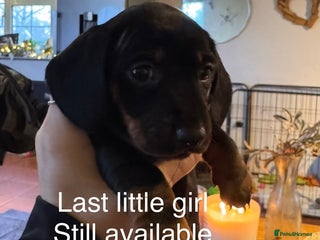 Miniature Dachshund dogs Gorgeous miniature dachshunds - Advert 11