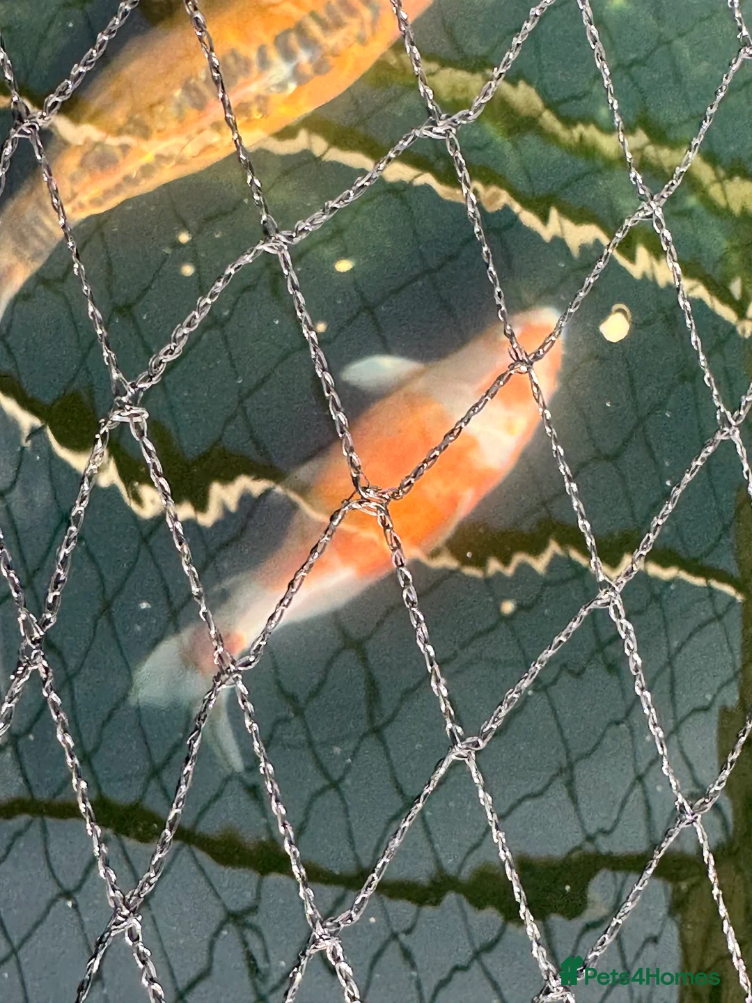 Koi Carp fish for sale: Koi carp for sale  - Advert 2