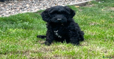 Cockapoo dogs - Advert 14