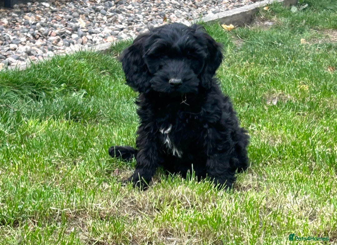 Cockapoo dogs for sale: Beautiful miniature Teddybear Cockapoo  puppies  - Image 3