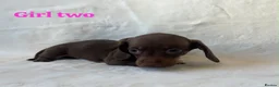 Miniature Dachshund dogs for sale: Stunning miniature dachshund puppies  in Sittingbourne - Advert 10