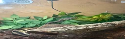 Python Snake reptiles for sale: Ball Python in Harlow - Advert 7