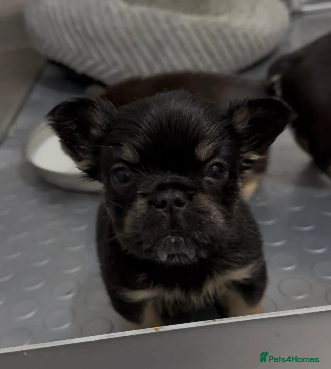 French Bulldog dogs for sale: Reduced 1 Female visual fluffy - Ready now - Advert 4