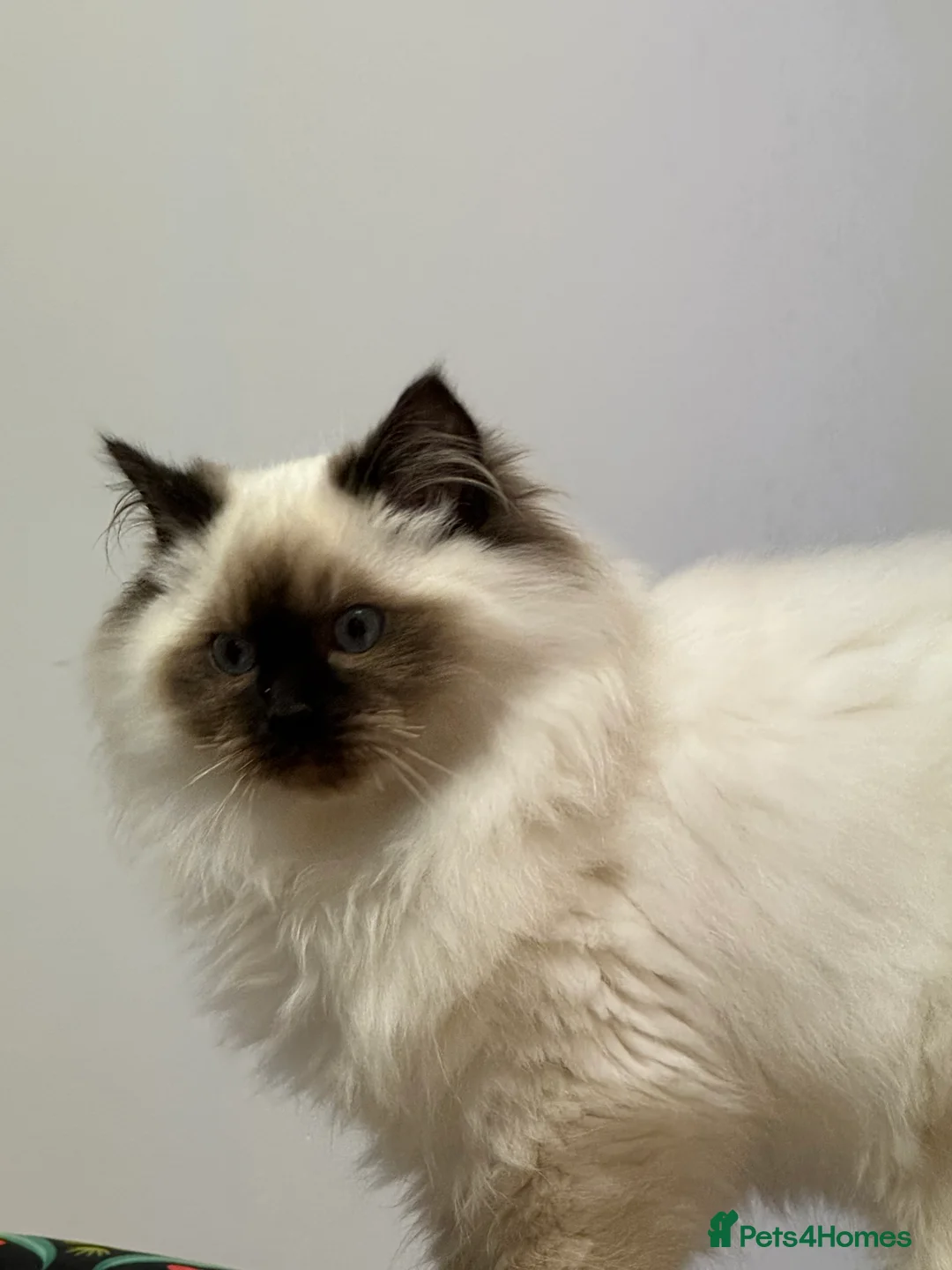 Ragdoll cats for sale: Champion Sired Ragdoll Kittens  - Advert 5