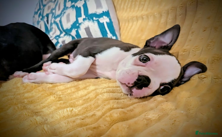 Boston Terrier dogs - Advert 6