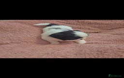 Shih Tzu dogs for sale: Shih tzu - Image 4