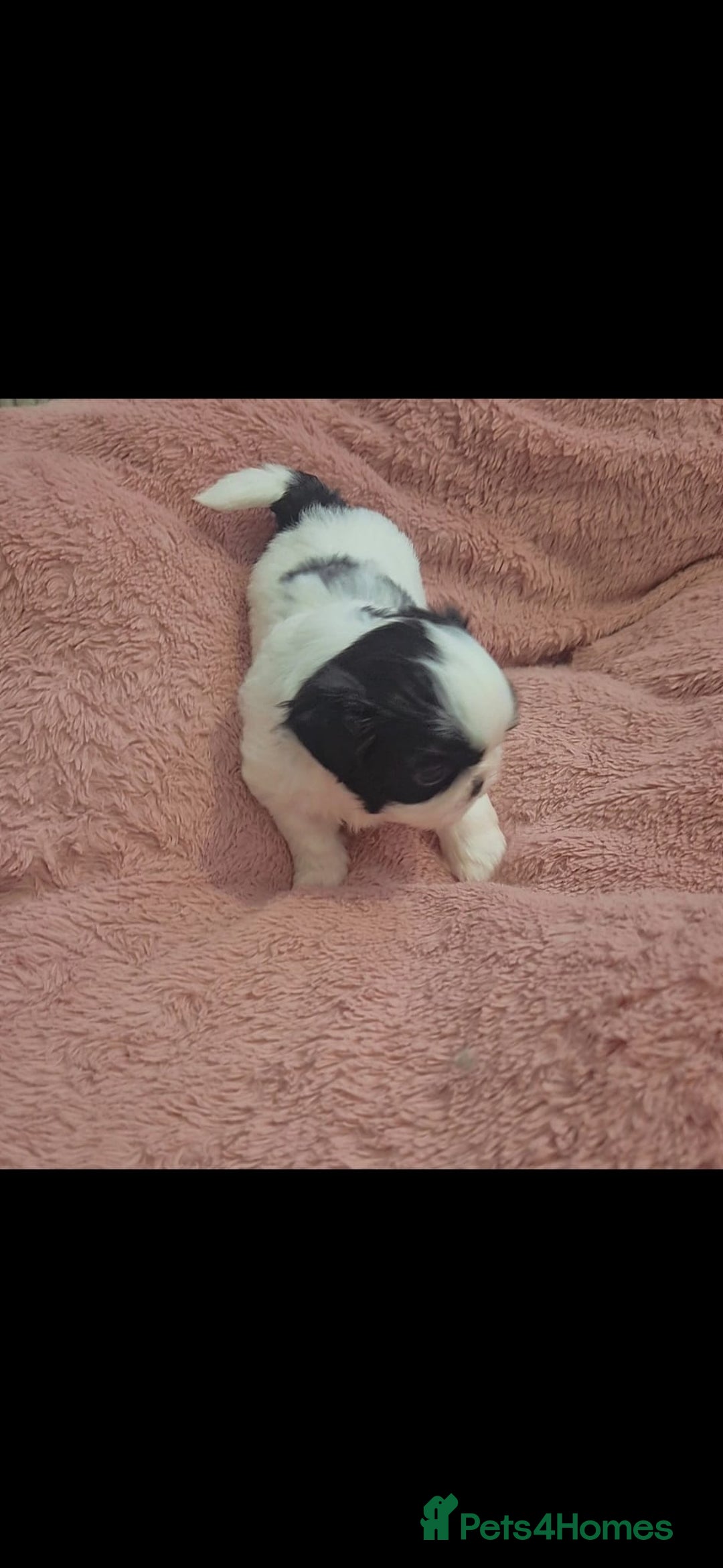 Shih Tzu dogs for sale: Shih tzu - Image 4