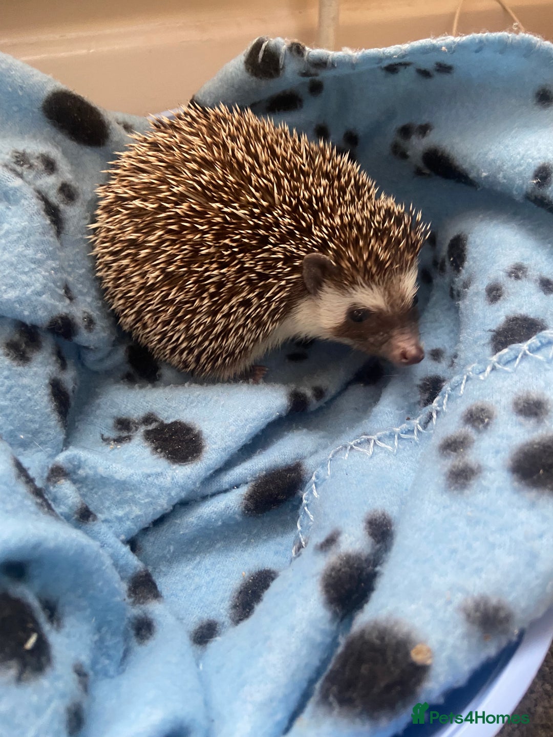 Pygmy Hedgehog rodents for sale: Pygmy Hedgehogs - Babies & Older hogs Available - Image 11