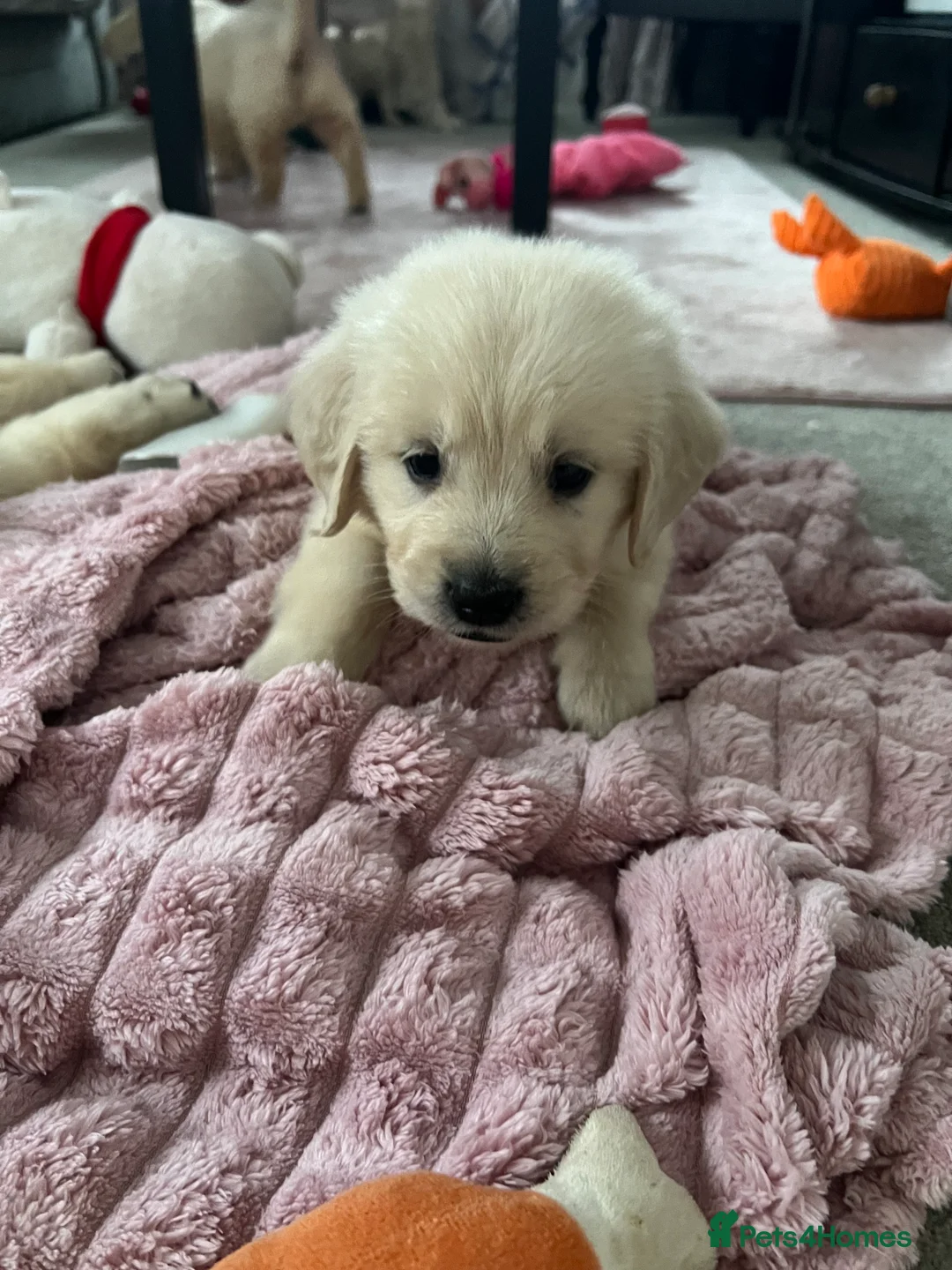 Golden Retriever dogs for sale: Adorable litter golden retriever puppies  in Baldock - Advert 1