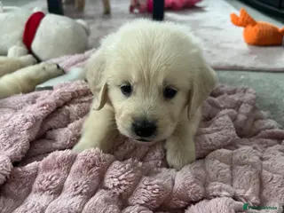 Golden Retriever dogs Adorable litter golden retriever puppies in Baldock - Advert 11