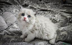 Ragdoll cats for sale: Ragdoll  - Image 5