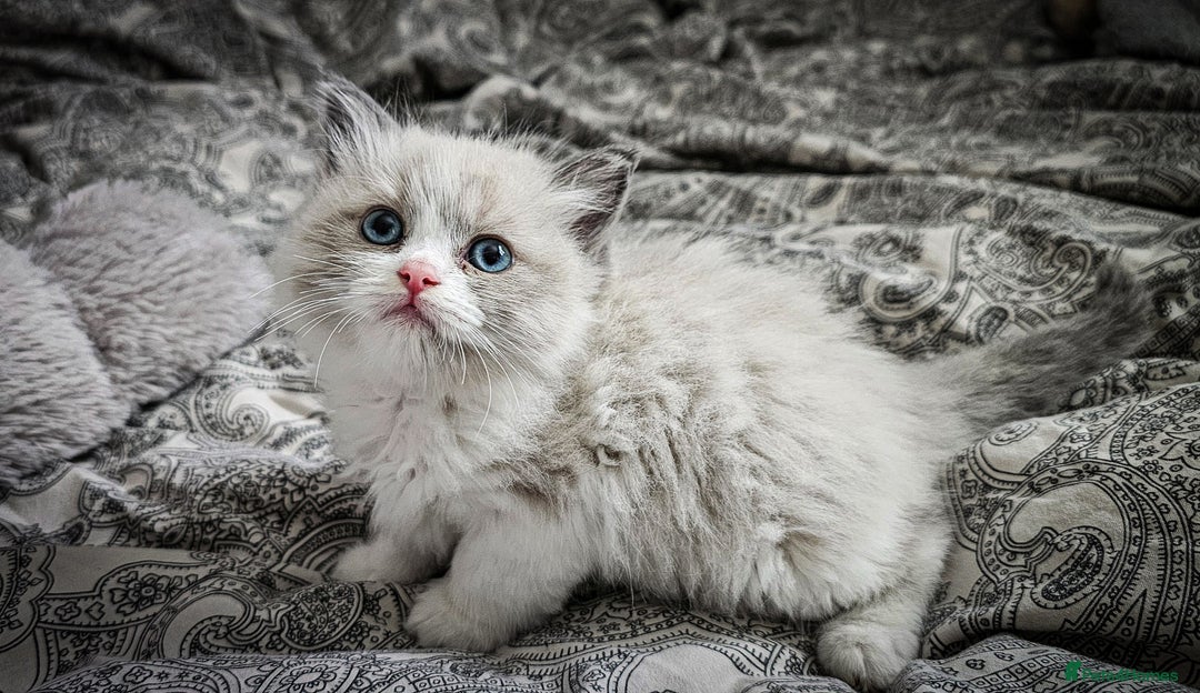 Ragdoll cats for sale: Ragdoll  - Image 5