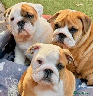 English Bulldog dogs KC Bulldog Pups Champion Lines -Ready from this wk - Advert 1