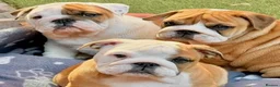 English Bulldog dogs for sale: 1 girl left! KC Bulldog Pups Champion Lines!!!!!!! - Advert 9