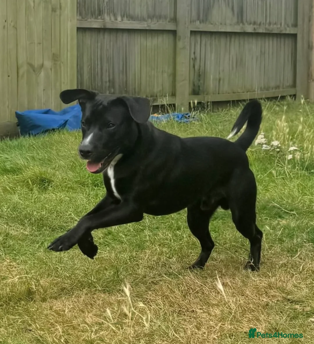 Mixed Breed dogs for sale: 2 year old staffy x jack Russel x Alsatian in Caldicot - Advert 2