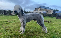 Bedlington Terrier dogs for stud: KC registered CT tested bedlington - Image 7