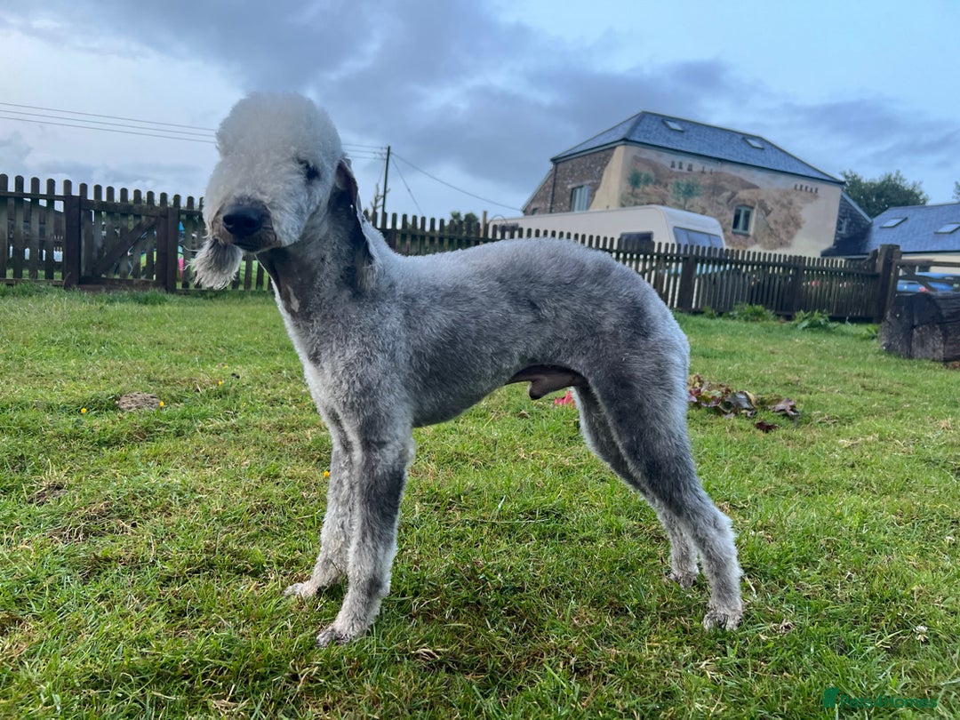 Bedlington Terrier dogs for stud: KC registered CT tested bedlington - Image 7