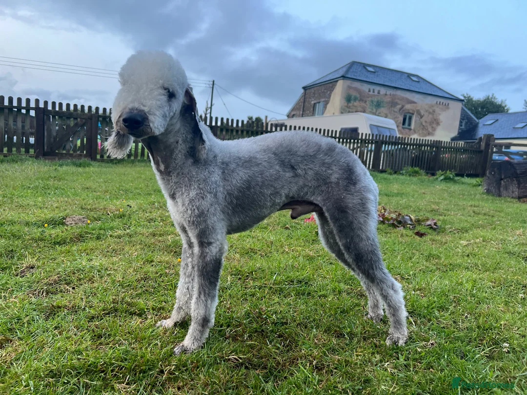 Bedlington Terrier dogs for stud: KC registered CT tested bedlington - Advert 7